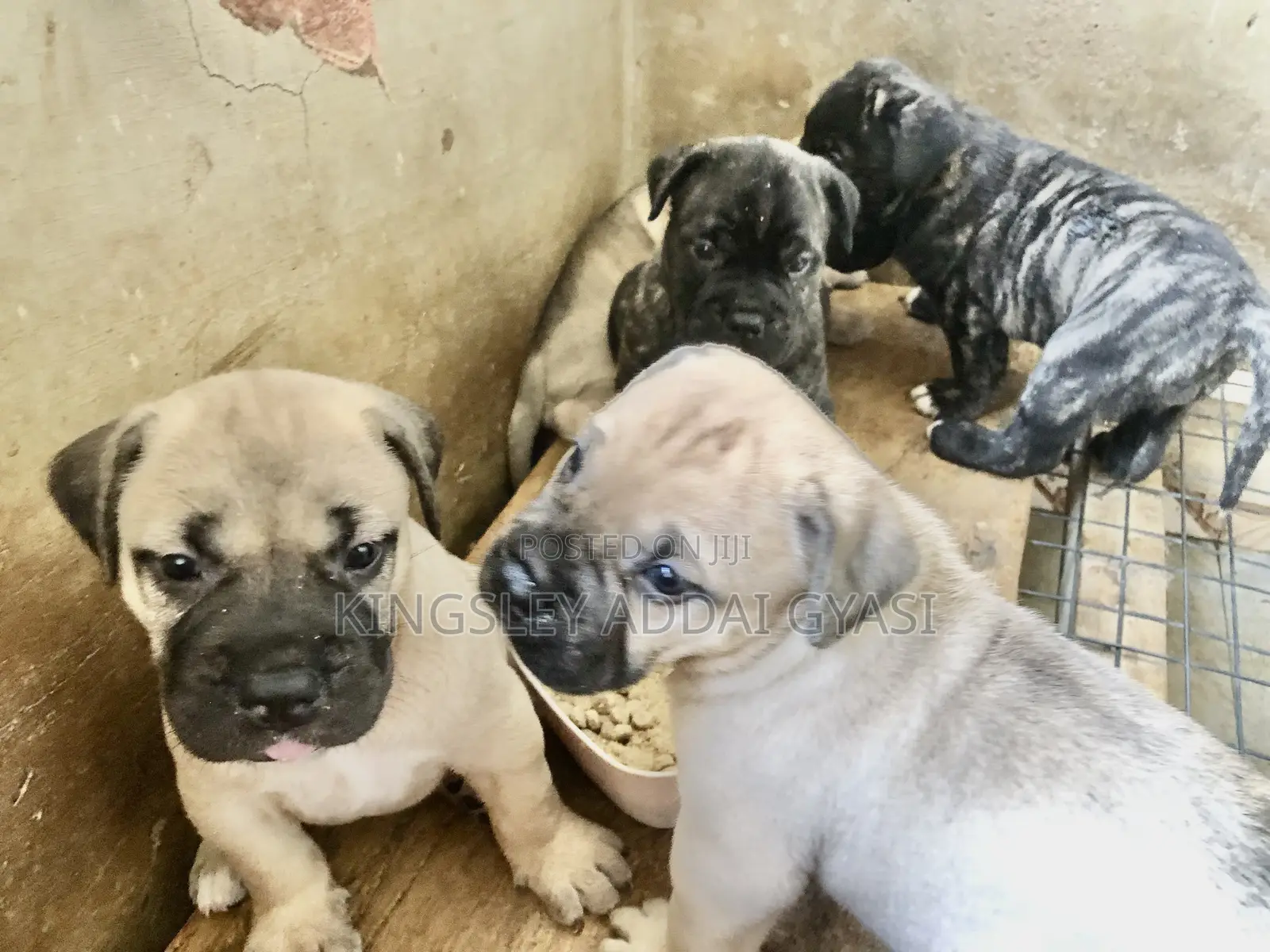 0-1 month Female Purebred Bullmastiff