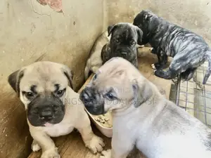 0-1 month Female Purebred Bullmastiff