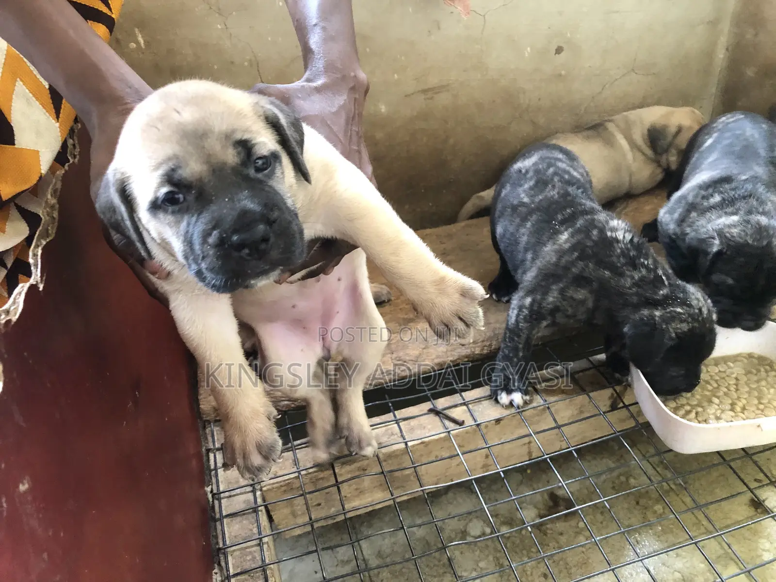 0-1 month Female Purebred Bullmastiff