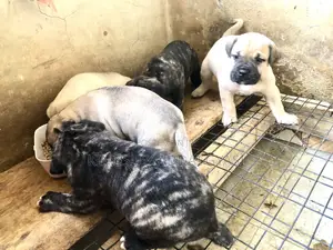 0-1 month Female Purebred Bullmastiff