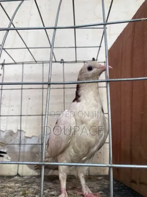 Pigeon Birds for Wholesale Price