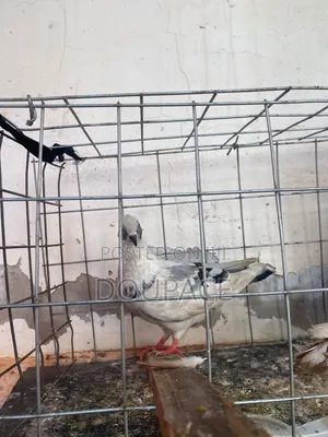 Pigeon Birds for Wholesale Price