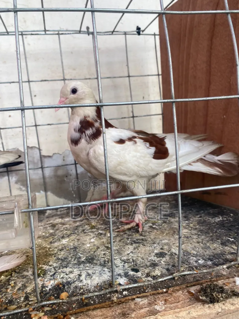 Pigeon Birds for Wholesale Price