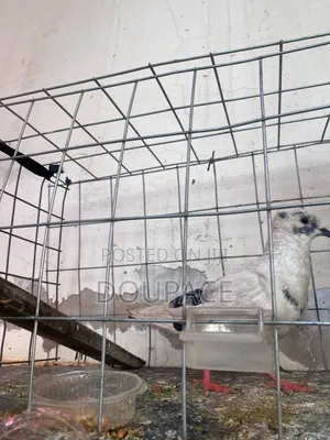 Pigeon Birds for Wholesale Price