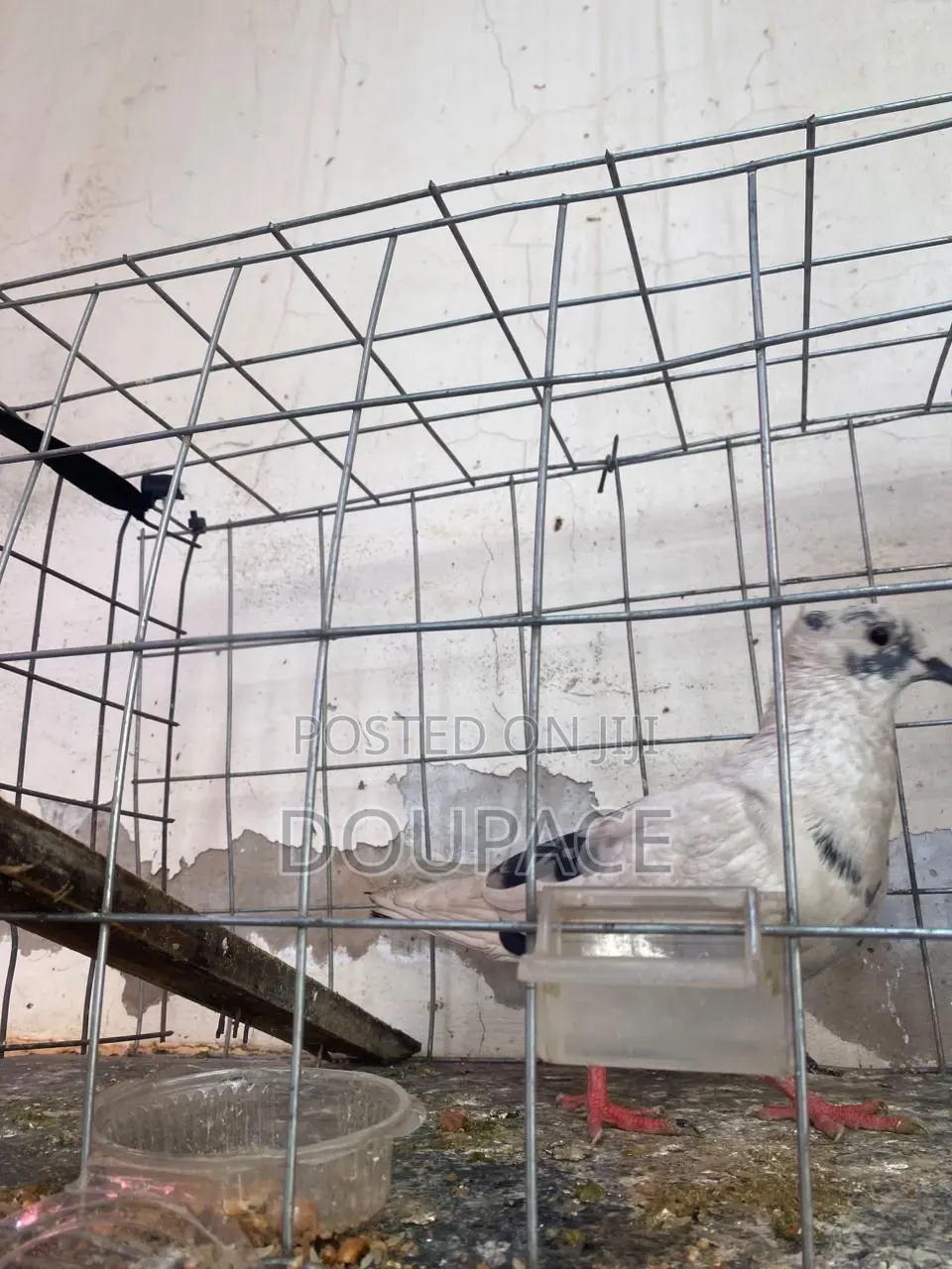 Pigeon Birds for Wholesale Price