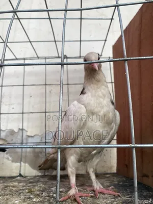 Pigeon Birds for Wholesale Price