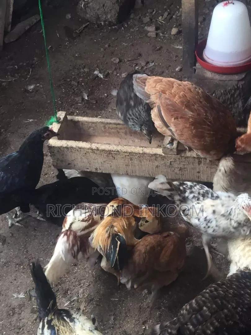 Sasso and Local Birds