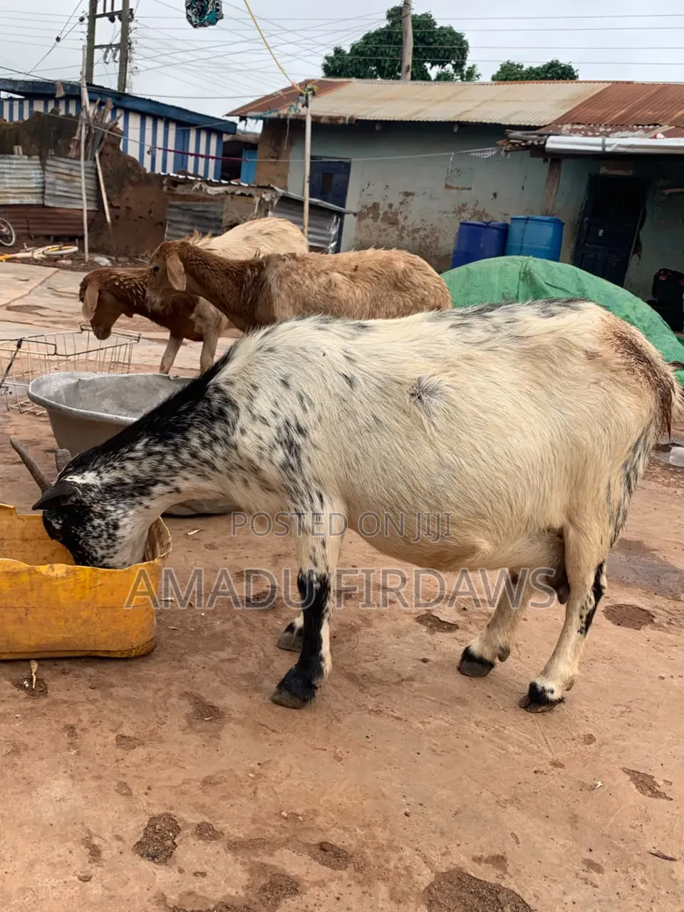 The Goat Seller