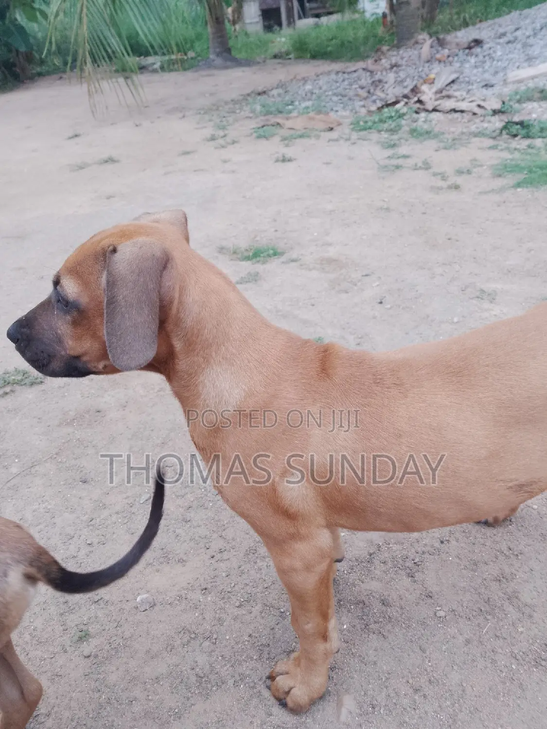 1-3 months Male Mixed Breed Dog