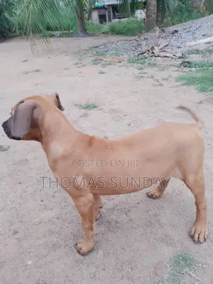 1-3 months Male Mixed Breed Dog