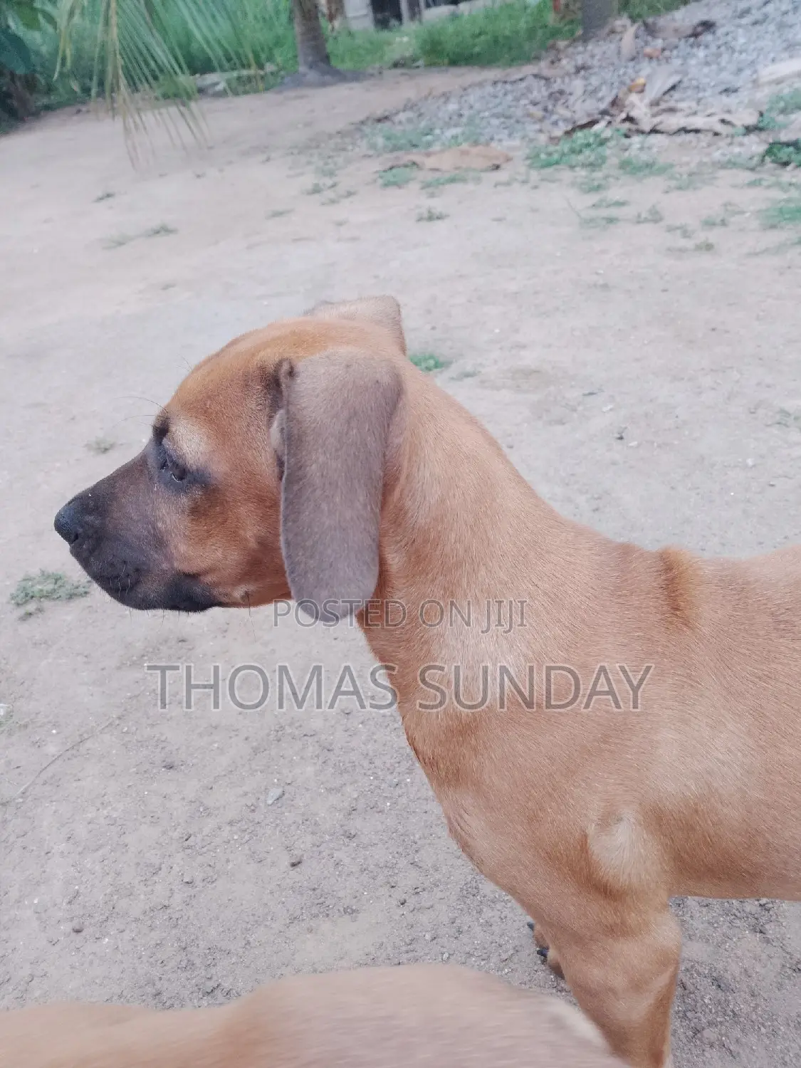 1-3 months Male Mixed Breed Dog