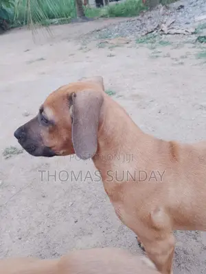 1-3 months Male Mixed Breed Dog
