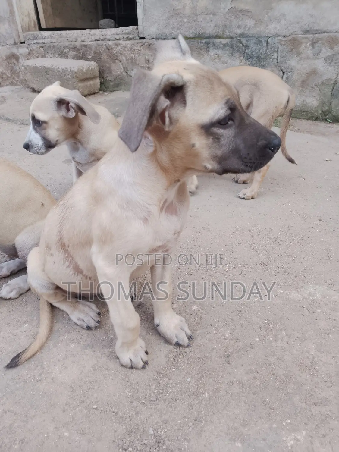 1-3 months Male Mixed Breed Dog