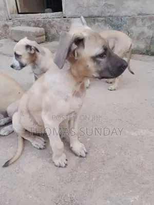 1-3 months Male Mixed Breed Dog