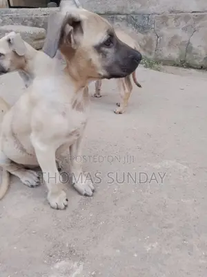 1-3 months Male Mixed Breed Dog
