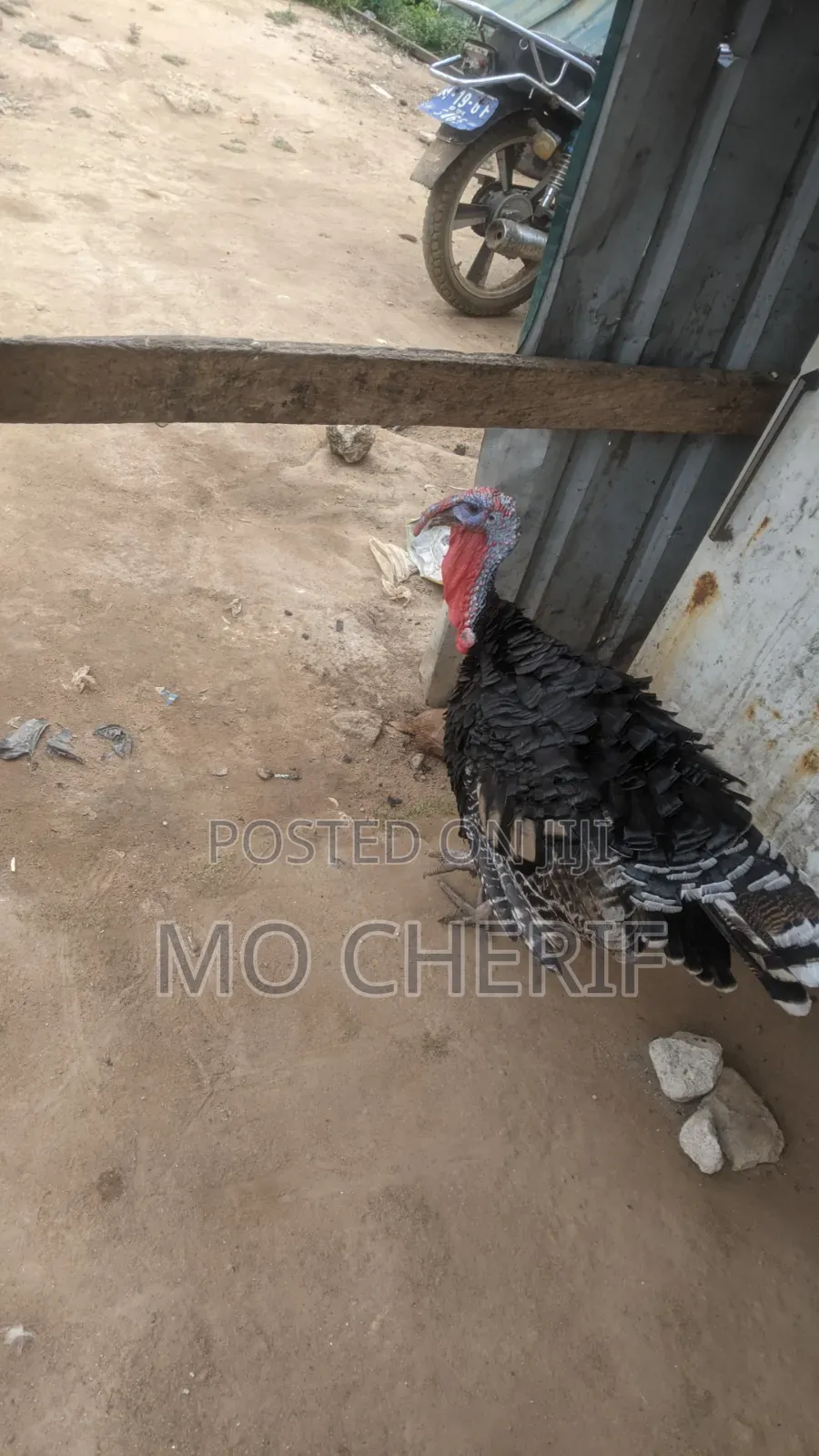 Mature Male Turkey