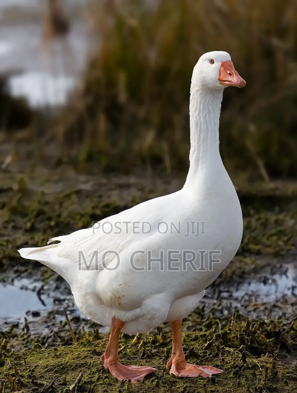 Mature Male Turkey