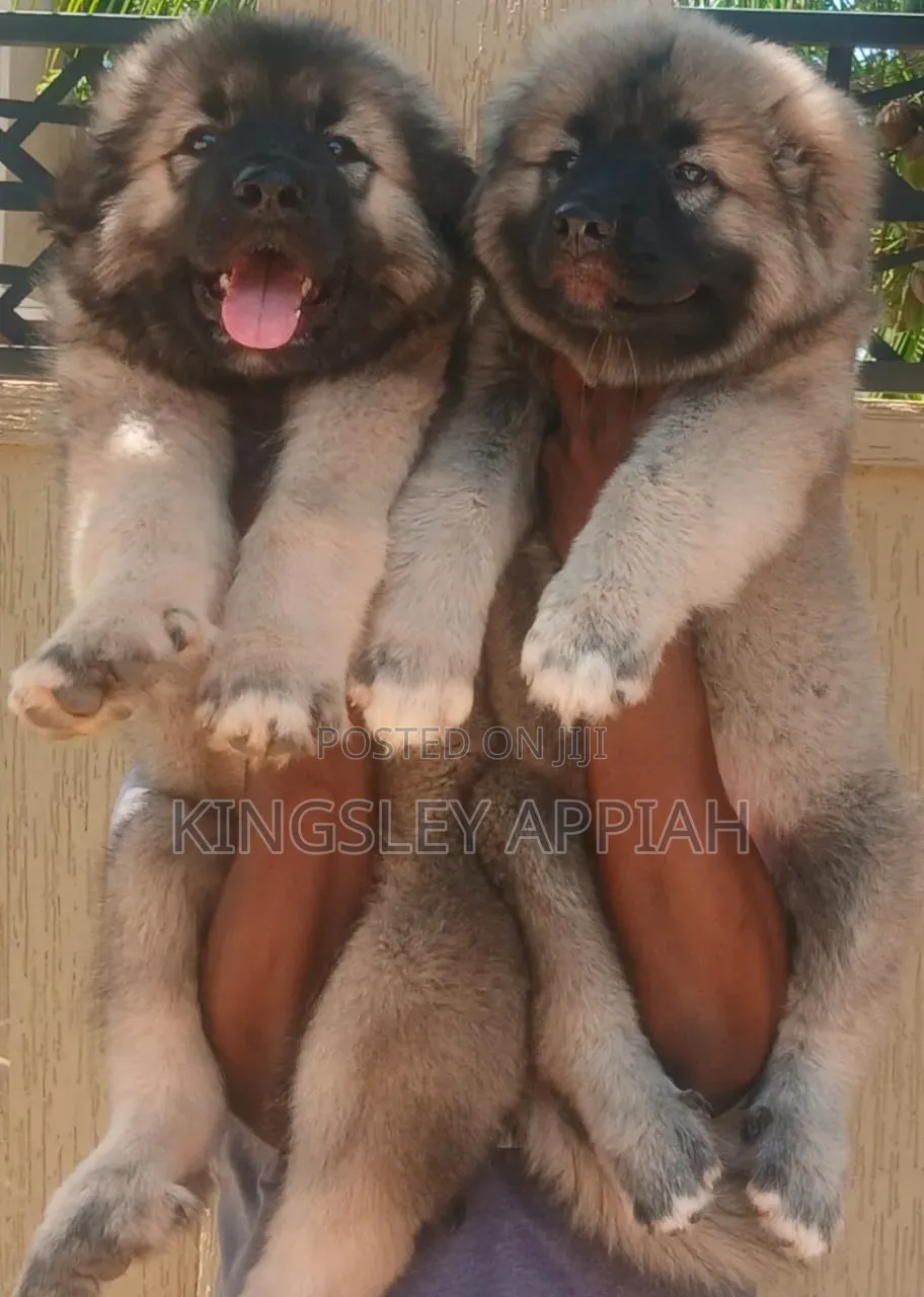1-3 months Male Purebred Caucasian Shepherd
