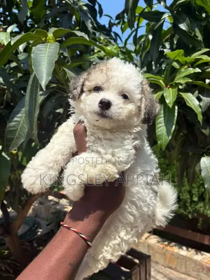 1-3 months Female Purebred Poodle