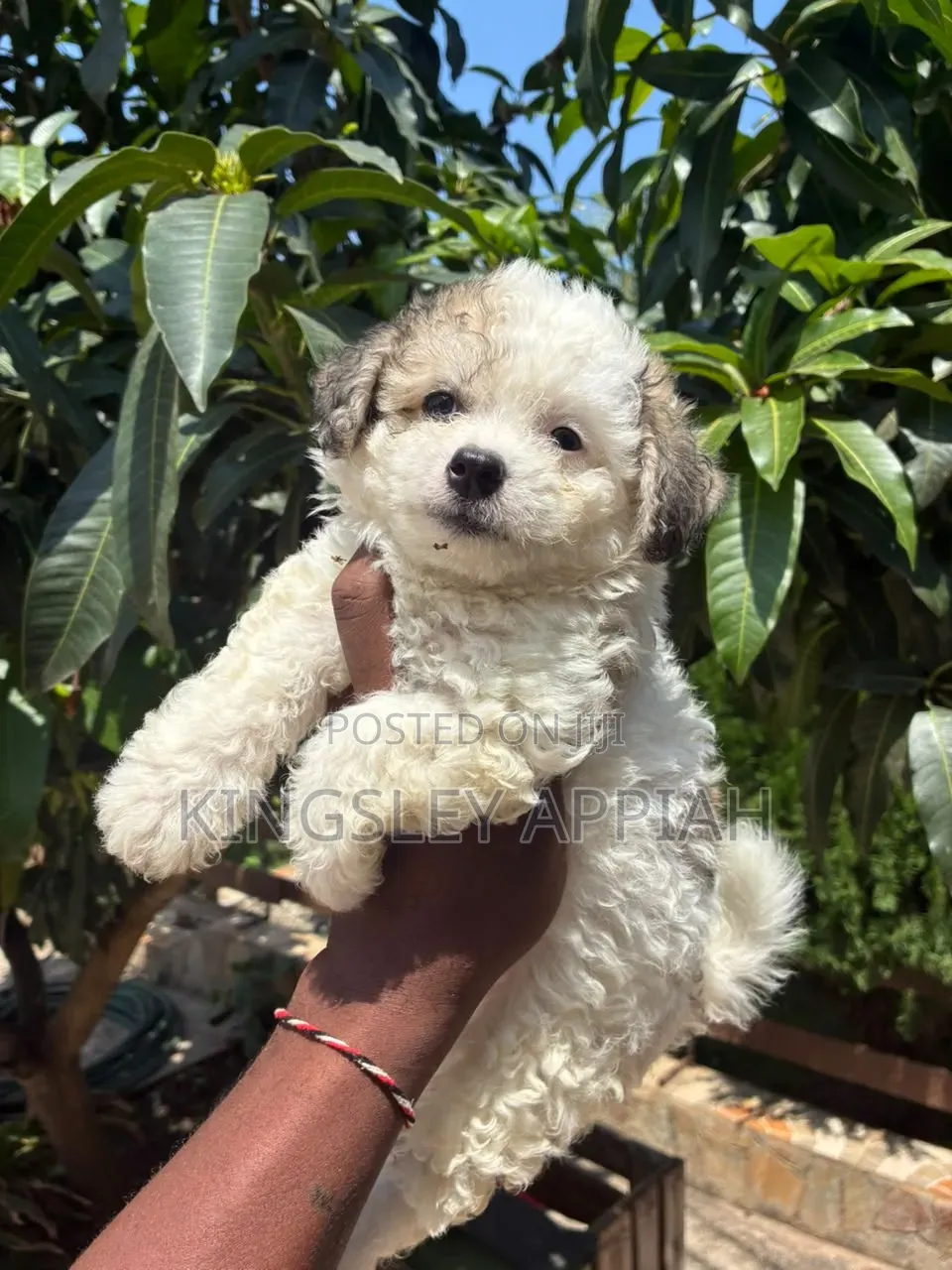 1-3 months Female Purebred Poodle