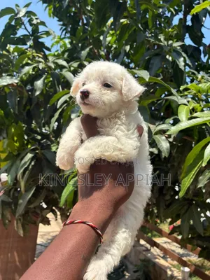1-3 months Female Purebred Poodle