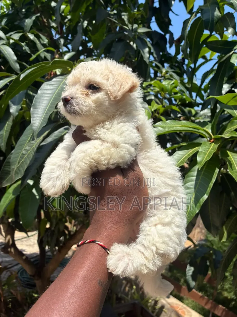 1-3 months Female Purebred Poodle