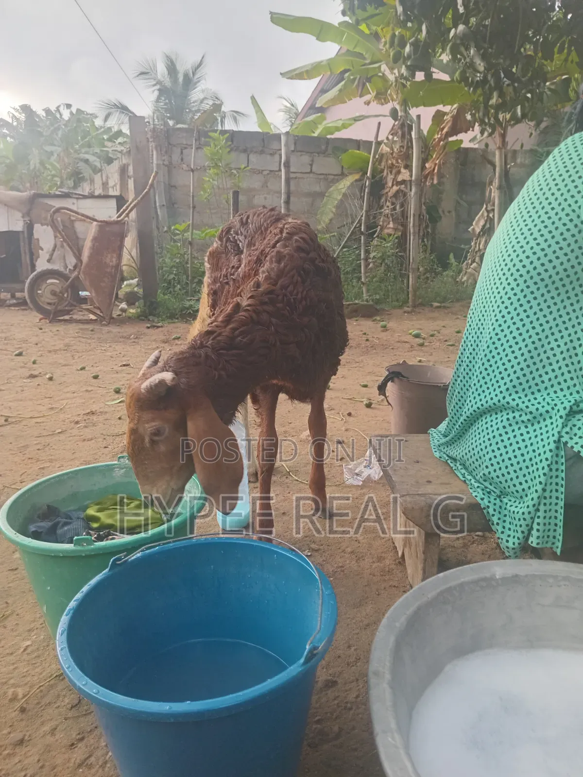 Young Cross Bred Ram