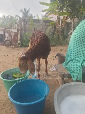 Young Cross Bred Ram