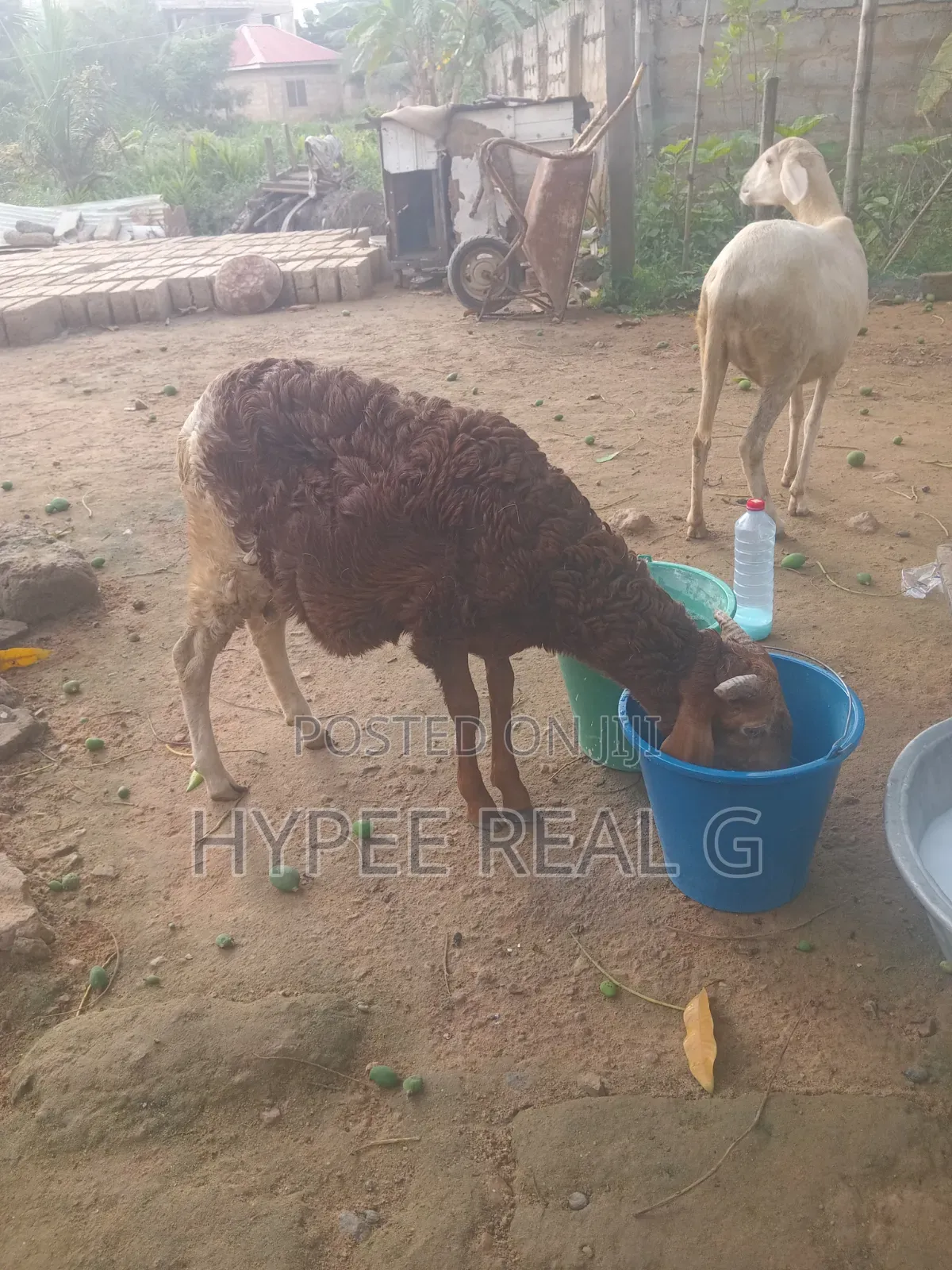 Young Cross Bred Ram