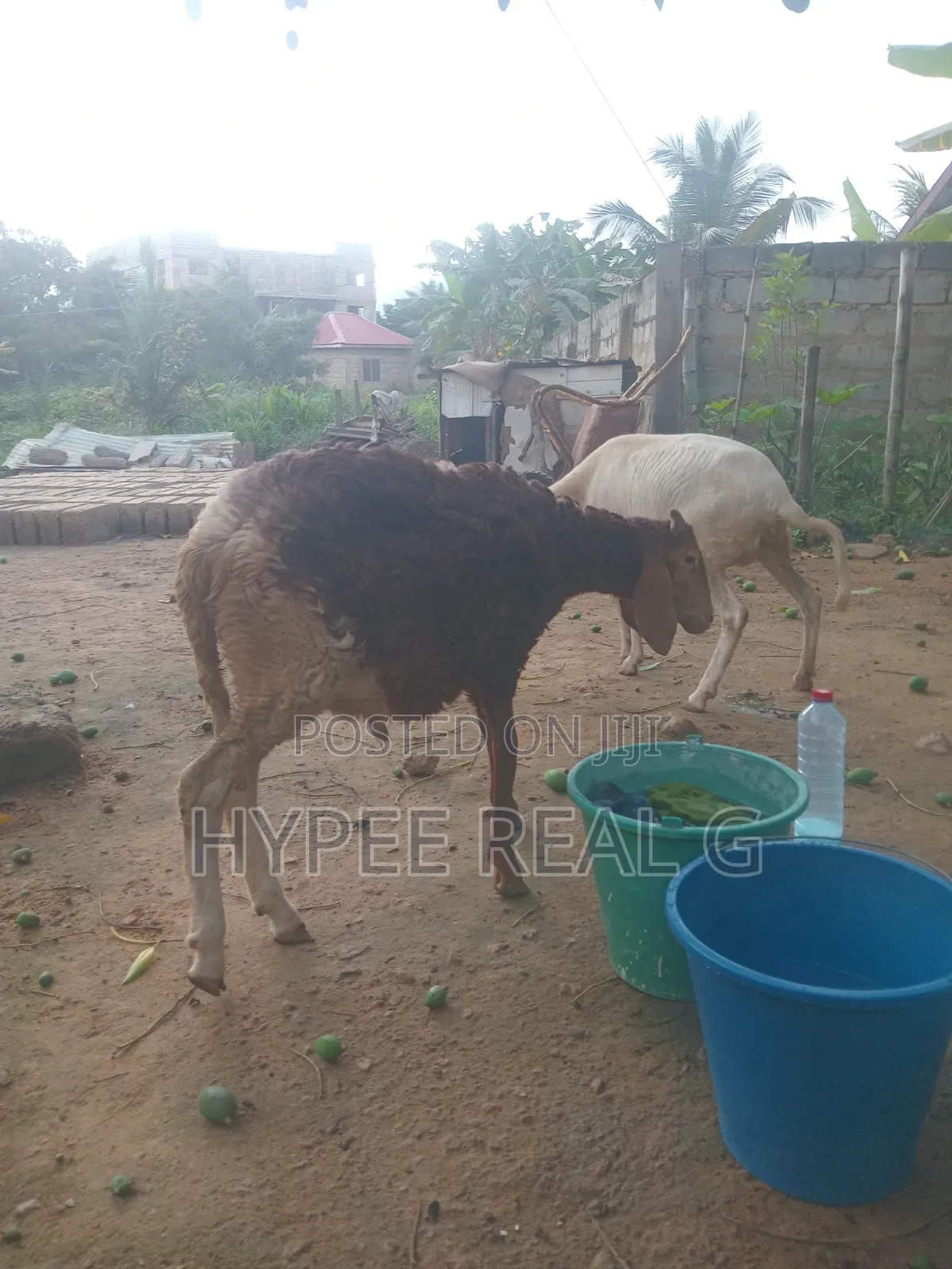 Young Cross Bred Ram