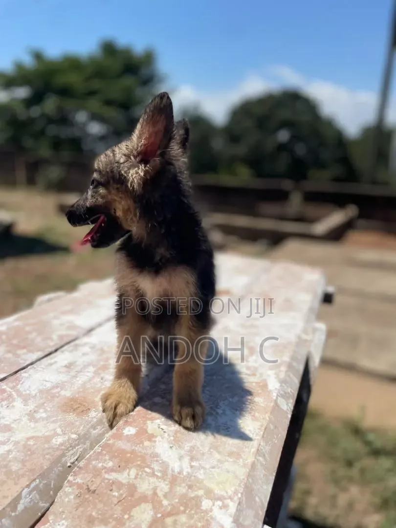 1-3 months Female Purebred German Shepherd
