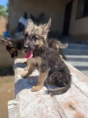 1-3 months Female Purebred German Shepherd