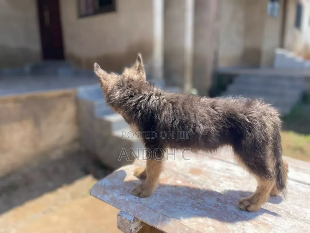 1-3 months Female Purebred German Shepherd