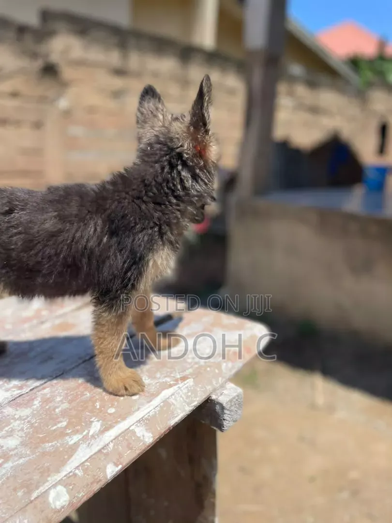 1-3 months Female Purebred German Shepherd