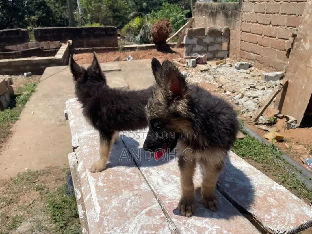 1-3 months Female Purebred German Shepherd