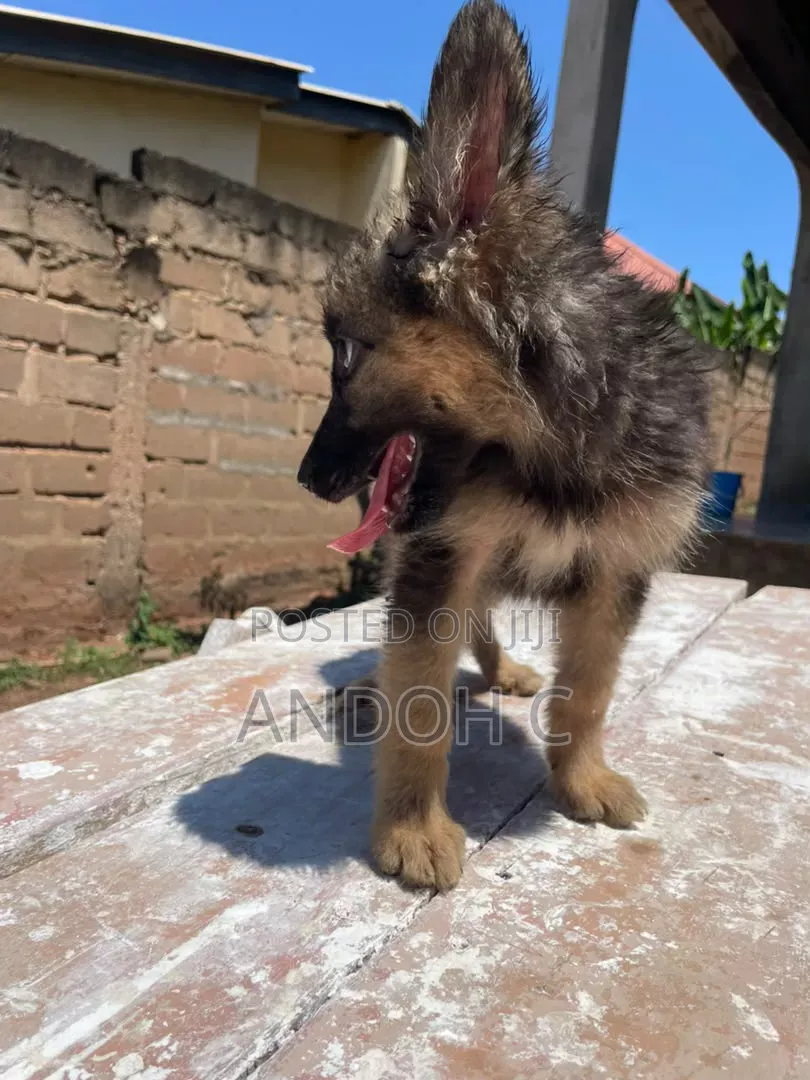 1-3 months Female Purebred German Shepherd