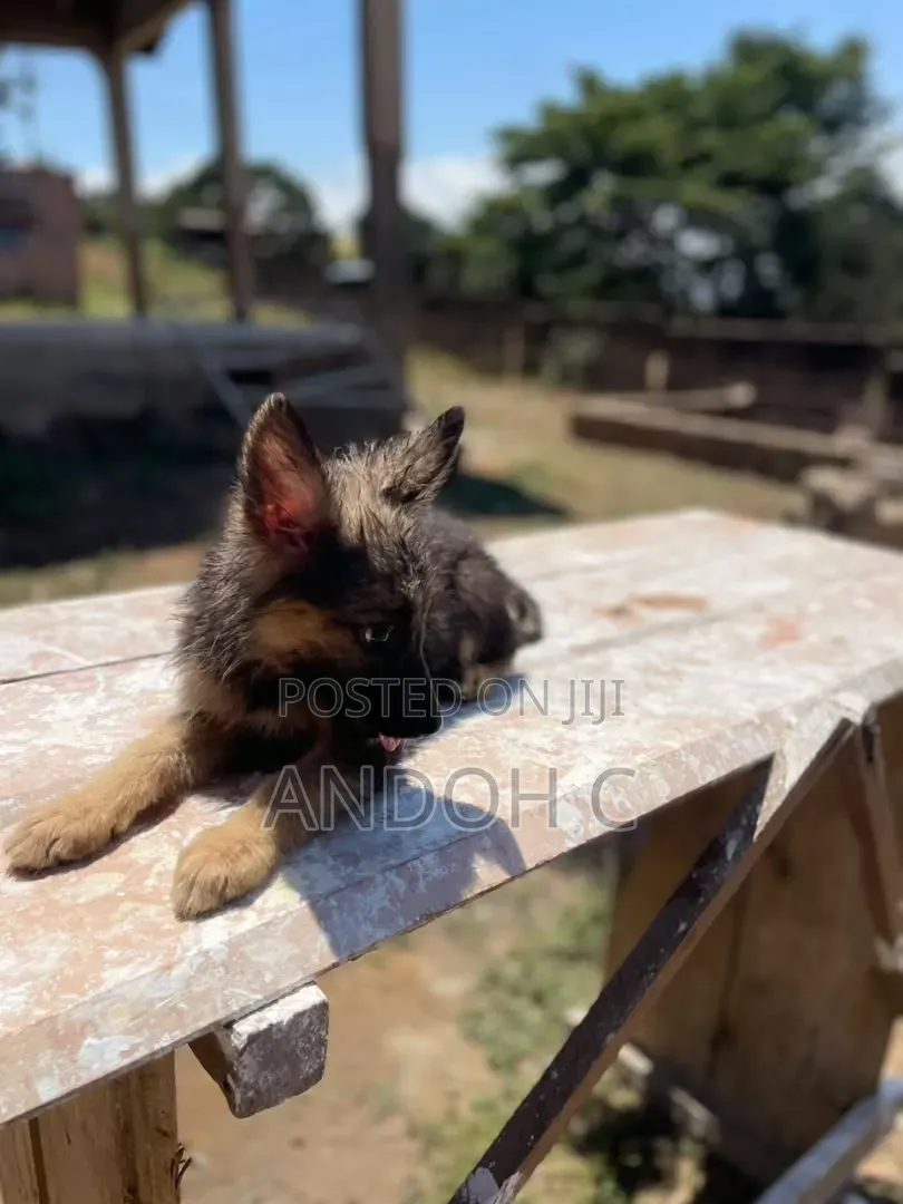 1-3 months Female Purebred German Shepherd