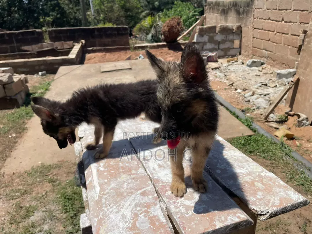 1-3 months Female Purebred German Shepherd