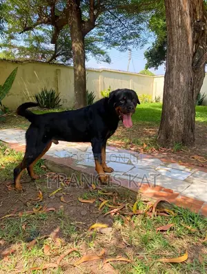 1+ year Male Purebred Rottweiler