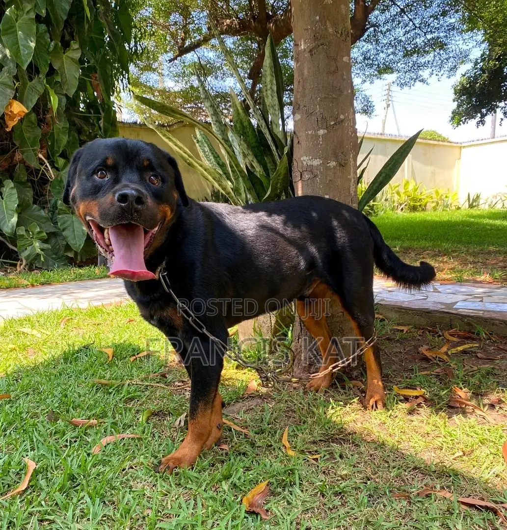 1+ year Male Purebred Rottweiler