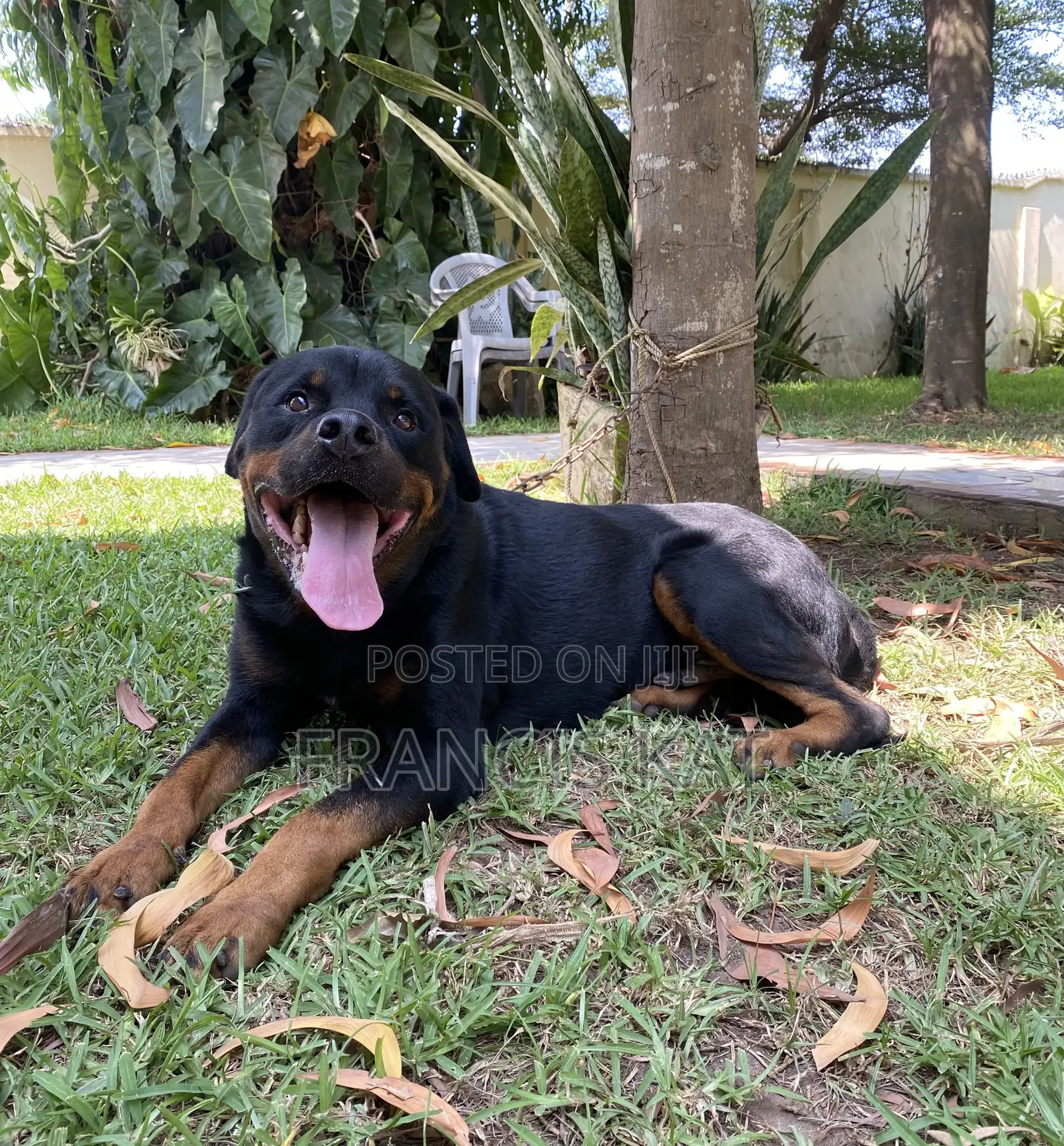 1+ year Male Purebred Rottweiler