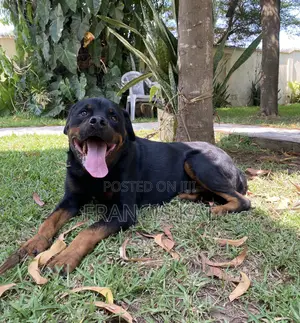 1+ year Male Purebred Rottweiler