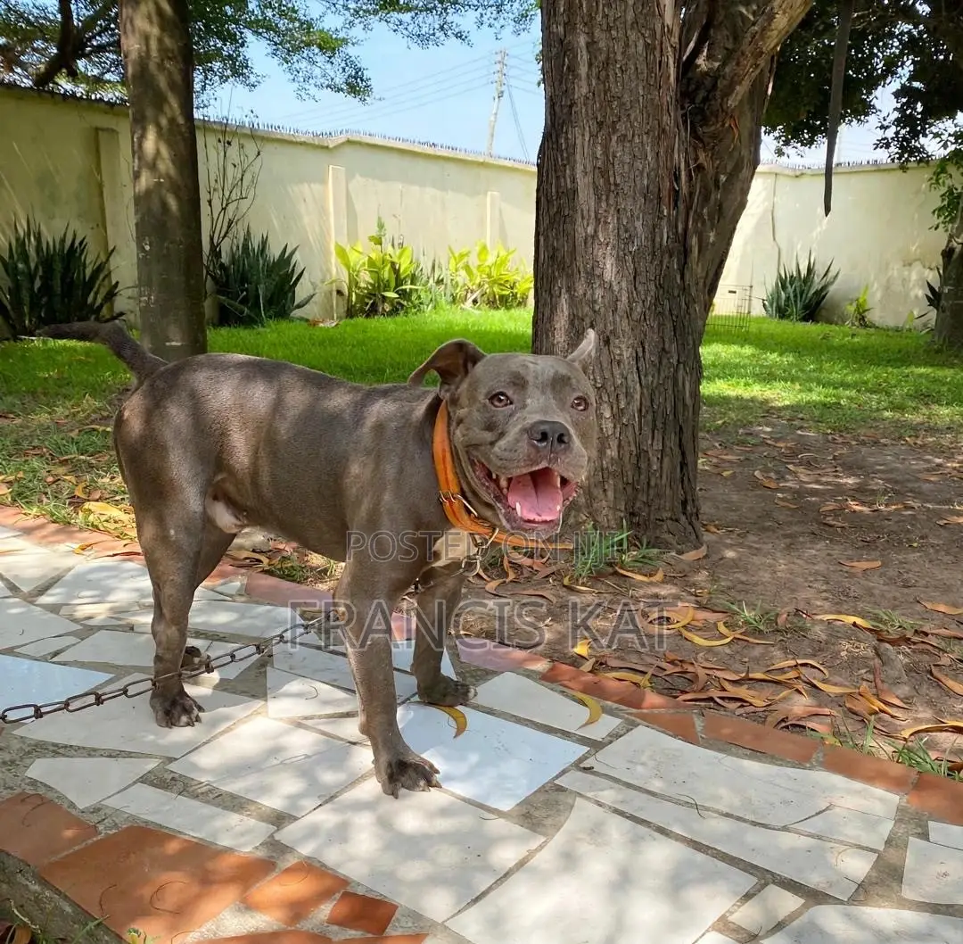 1+ year Male Purebred American Pit Bull Terrier