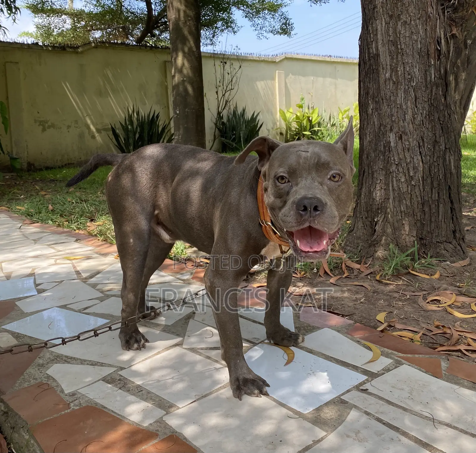 1+ year Male Purebred American Pit Bull Terrier