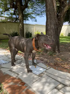 1+ year Male Purebred American Pit Bull Terrier