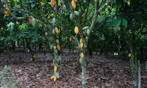 2 Acres Cocoa Farm for Sale at Obuasi Apitiso