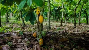 2 Acres Cocoa Farm for Sale at Obuasi Apitiso