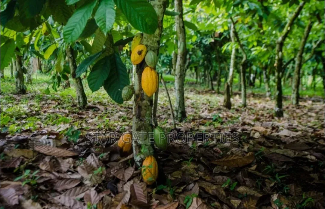 2 Acres Cocoa Farm for Sale at Obuasi Apitiso