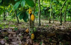2 Acres Cocoa Farm for Sale at Obuasi Apitiso