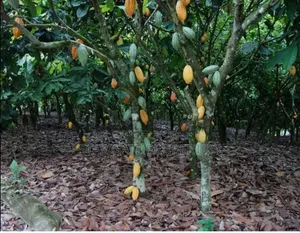 2 Acres Cocoa Farm for Sale at Obuasi Apitiso